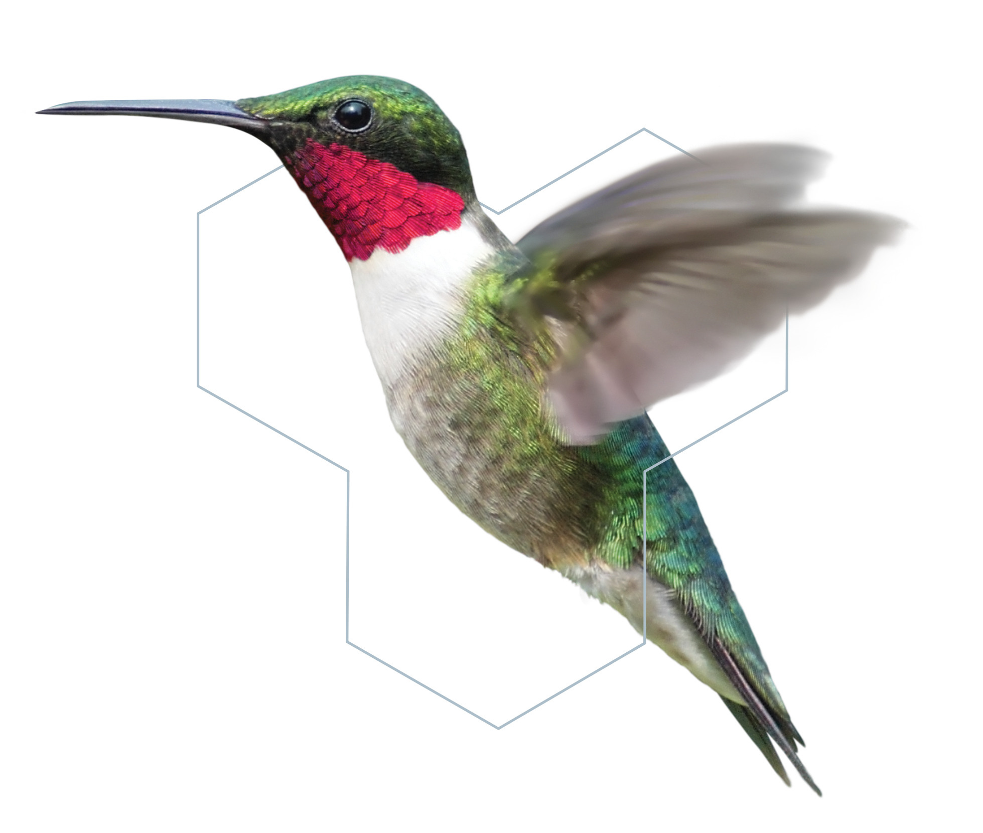 jewel hummingbird